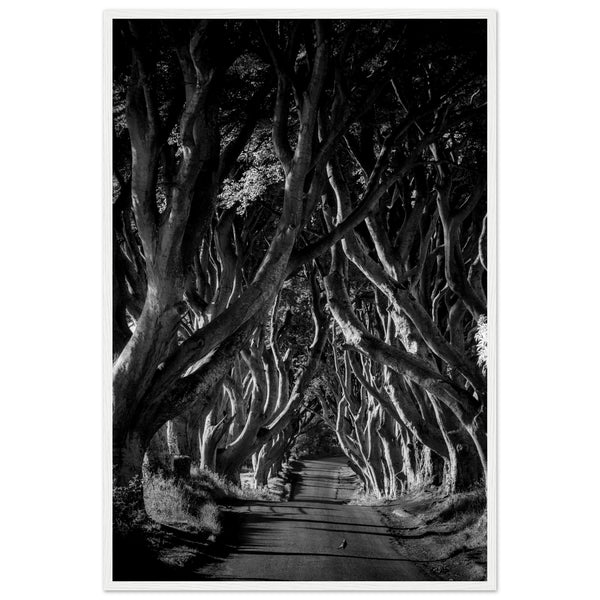 Dark Hedges framed wall art: Stunning photograph capturing interlocking beech trees forming a hauntingly beautiful avenue in Northern Ireland