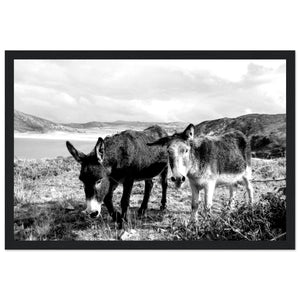 Black and white Framed photo wall art print: Two serene Donegal Donkeys against scenic Irish backdrop. Captures rustic charm & tranquility.