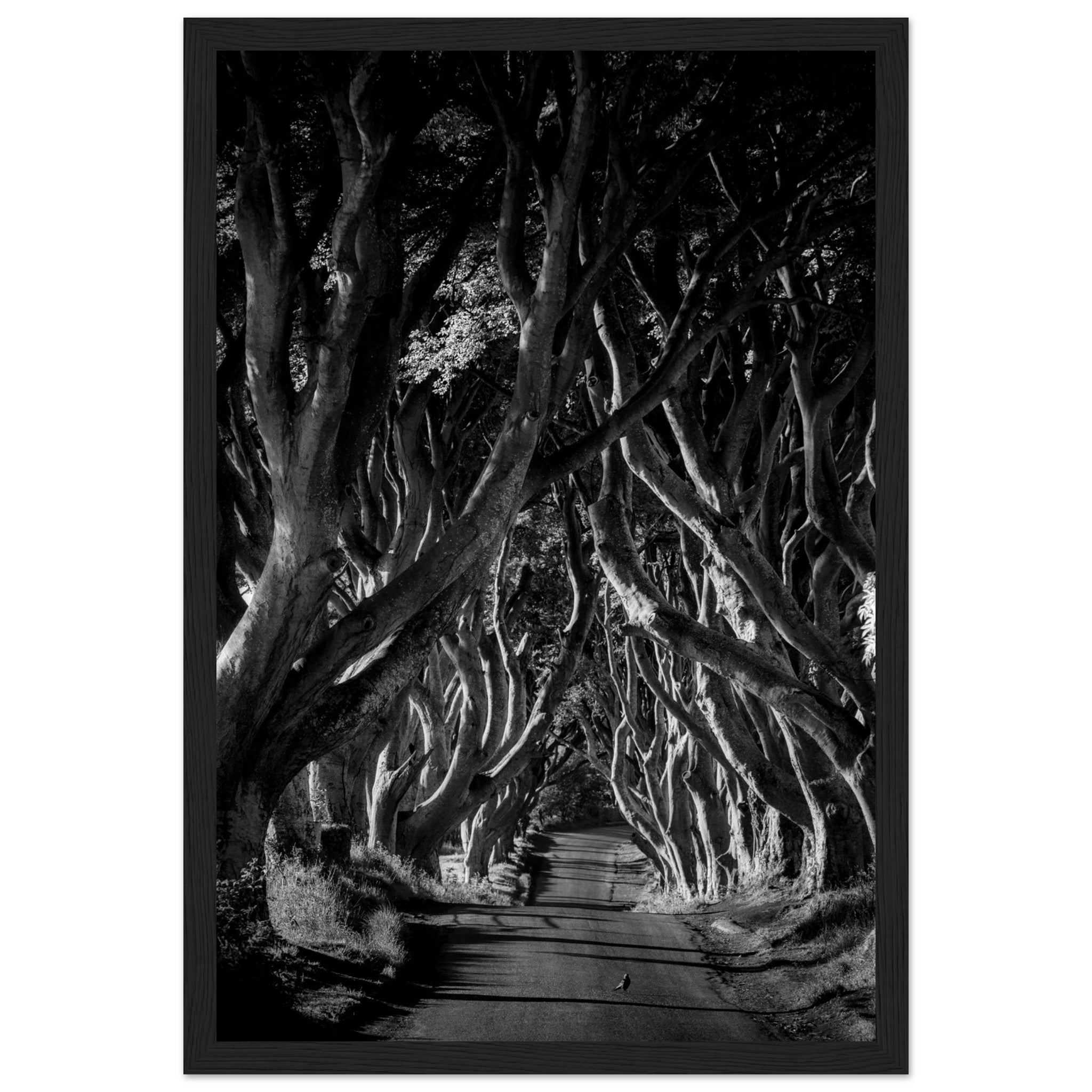 Dark Hedges framed wall art: Stunning photograph capturing interlocking beech trees forming a hauntingly beautiful avenue in Northern Ireland